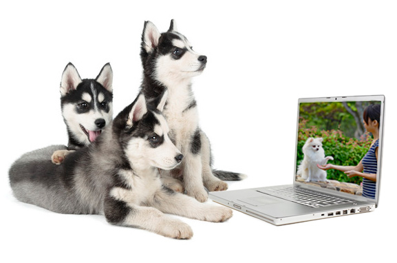 online-dog-training