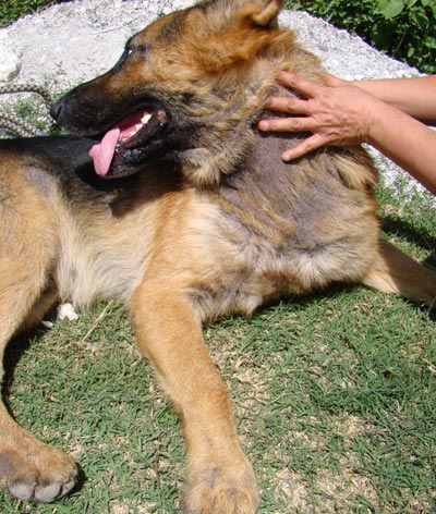 GS dog before mange treatment