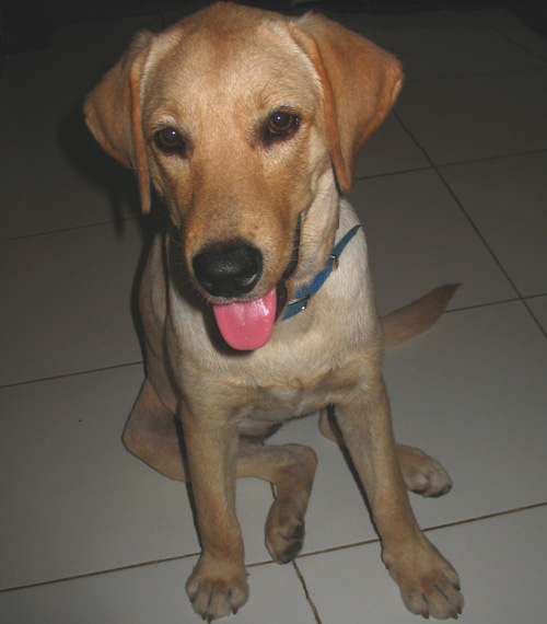 Labrador dog after mange treatment