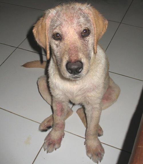 Labrador dog before mange treatment