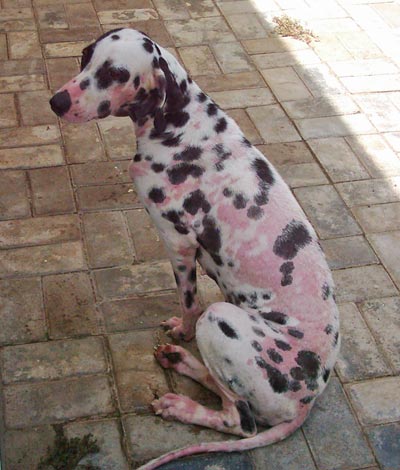 Dalmatian dog before natural skin treatment