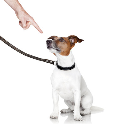 disciplining-dogs3