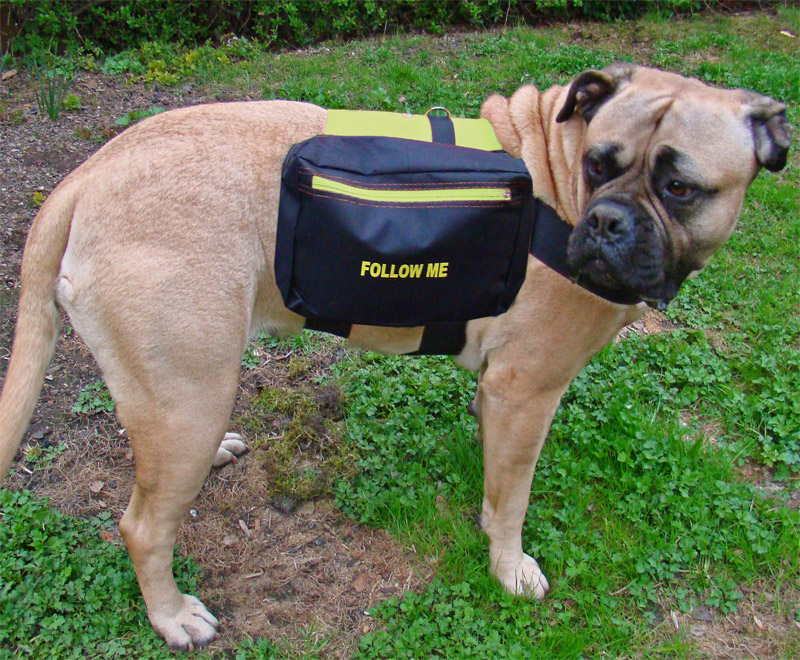 dog-backpack-green