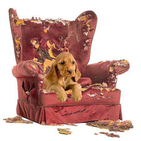 dog-behavior-training-chair2