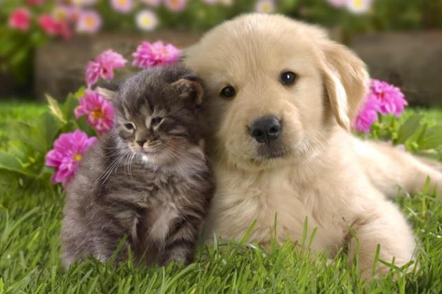 dog skin treatment success dog skin treatment success
