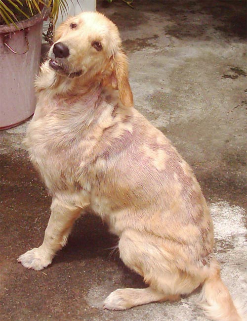 Golden shop retriever mange