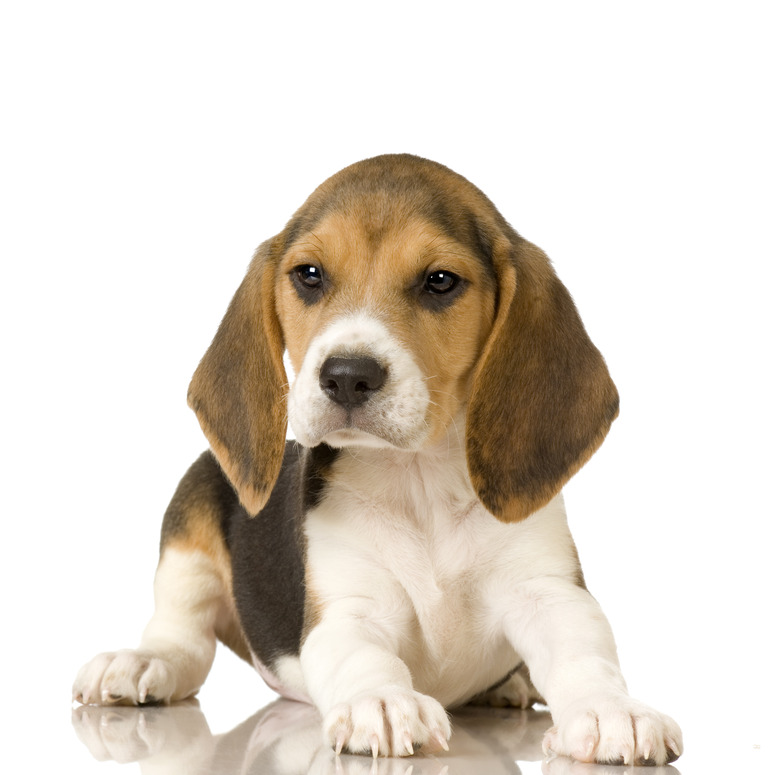 dog-scabies treatment doggie2