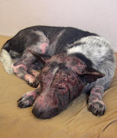 dog eczema before natural skin treatment